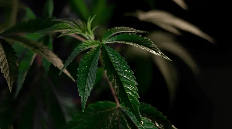 Da proibição à prova científica: os benefícios da cannabis são confirmados