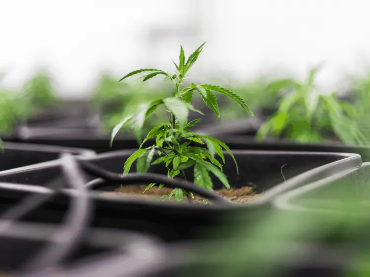 Cannabis como adaptógeno