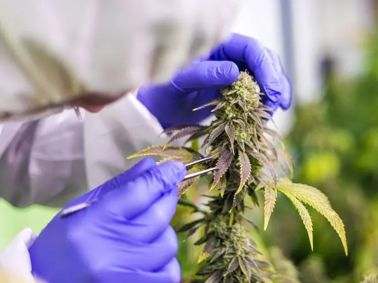 Cadela com doença autoimune é tratada na UFSC com óleo de cannabis