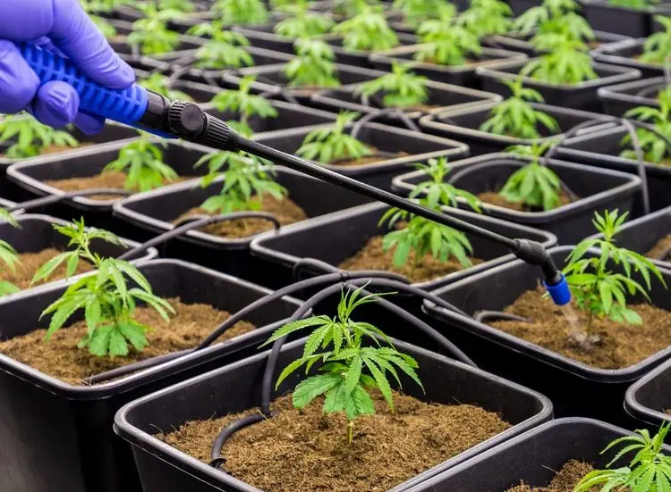 Deputado de SP propõe cultivo de cannabis por parte de Estado para fins medicinais