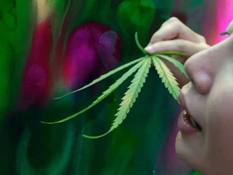 ¿Qué sucede cuando se usan marihuana y psicodélicos juntos?
