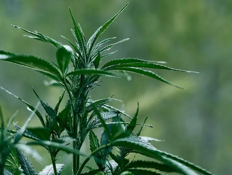 Distribuição de canabidiol vira projeto de lei na Câmara de Curitiba