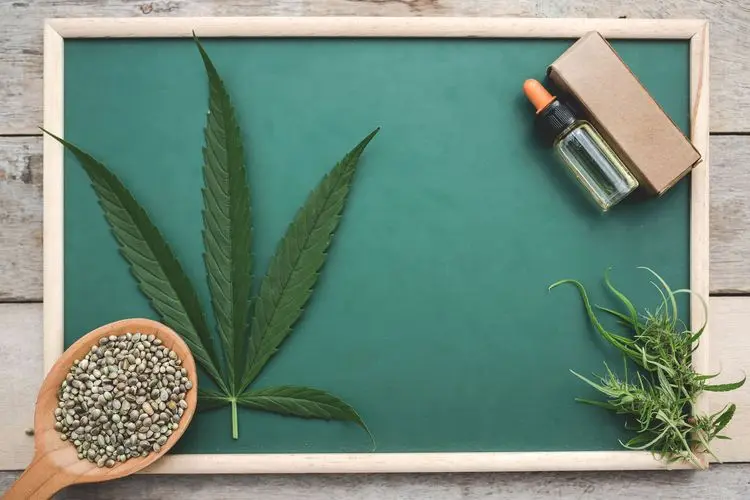Educação como ferramenta para combater estigmas e democratizar o acesso à Cannabis