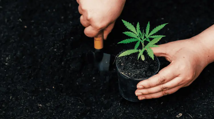 "La marihuana me quitó las ganas de usar otras drogas", dice un paciente después de recibir un hábeas corpus para el cultivo propio