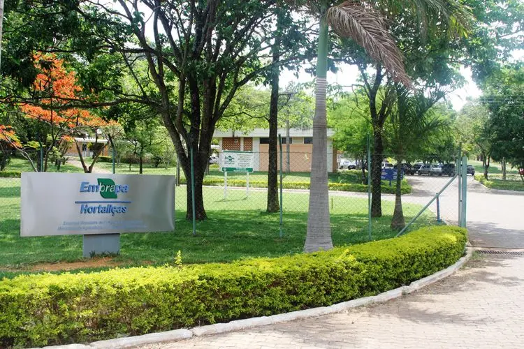 Embrapa como aliada na desburocratização da Cannabis e do Cânhamo