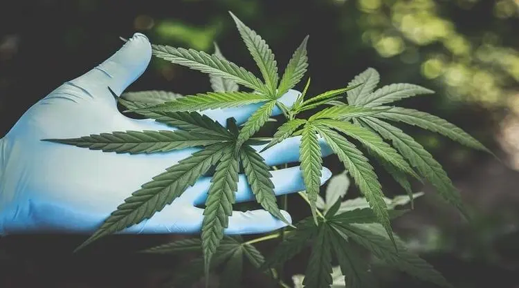 Entenda o CBD: Propriedades e benefícios para a saúde