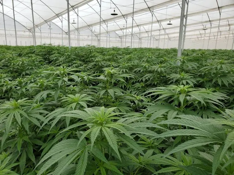 Estamos desperdiçando o potencial e o desenvolvimento da indústria da cannabis medicinal na Colômbia