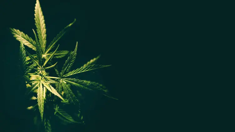 Quando a esperança floresce: estudo comprova efeitos positivos da cannabis em condições crônicas