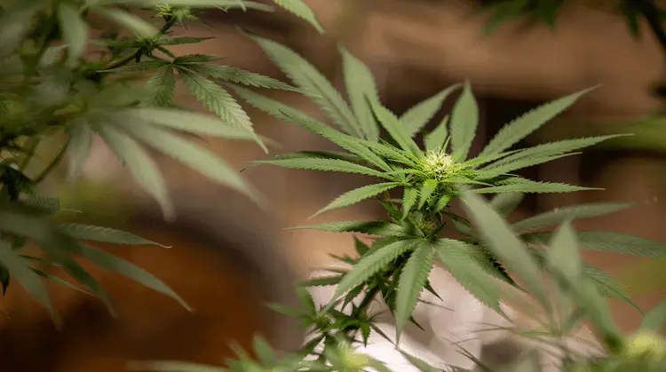 Estudo avalia os impactos socioeconômicos de uma possível legalização do uso medicinal da cannabis no Brasil