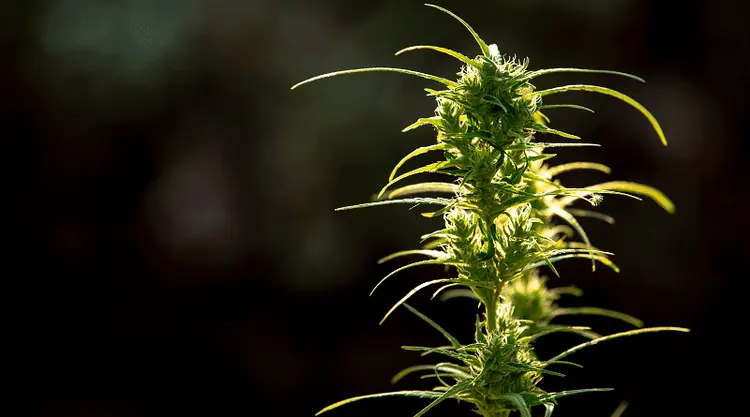 Evento no Panamá pode transformar o país em um polo farmacêutico da cannabis