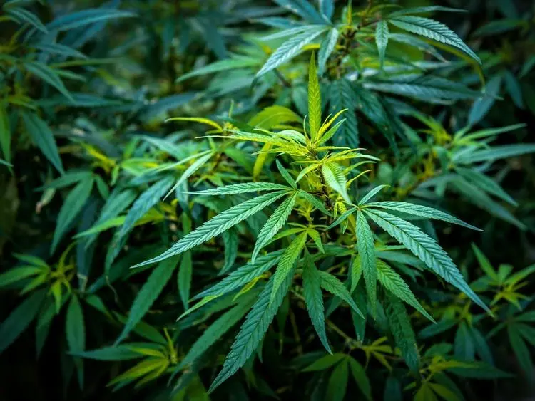 Como a cultura 4:20 potencializa o mercado mundial da cannabis