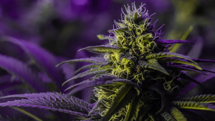 Indústria do cânhamo na Itália contesta decreto que criminaliza flores com baixo teor de THC