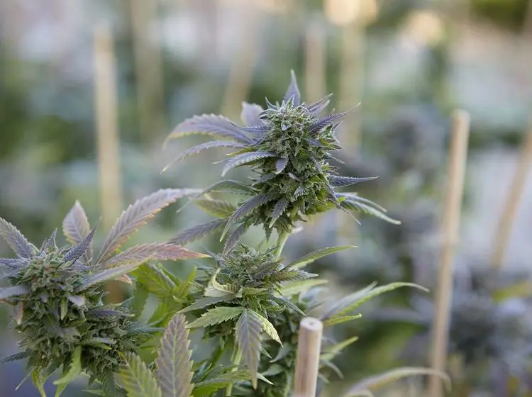 Gigante da cannabis declara falência no Canadá e inicia processo de liquidação nos EUA