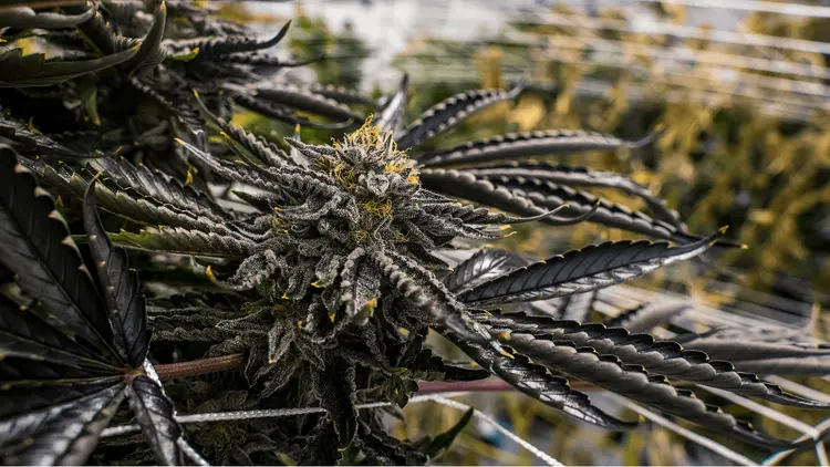 Microbioma: como bactérias e fungos influenciam a produção de CBD e fibras no Cânhamo