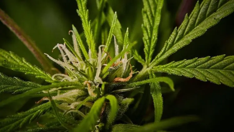 Frente Parlamentar da Alesp debate uso da cannabis na medicina veterinária