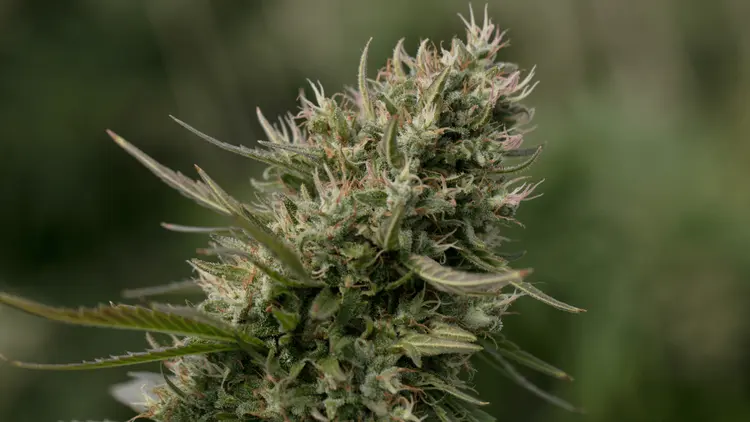 ¿Flor masculina en cannabis? Entiende por qué aparece y qué hacer