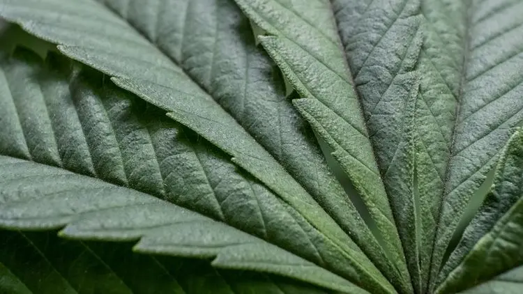 La Orden SDR/MAPA nº 815 abre un plazo para sugerencias sobre plantas cultivadas en el territorio nacional