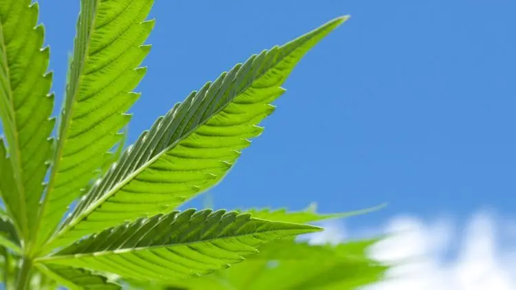 Ceará promove III Seminário sobre uso de Canabidiol no TEA com foco em evidências científicas