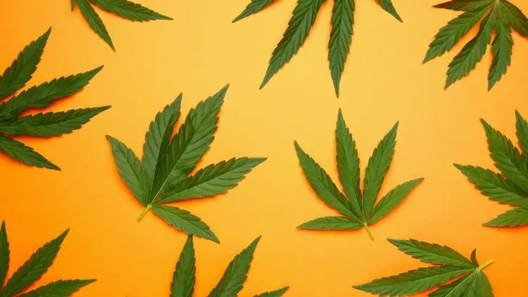 Investigadores de Sudáfrica encuentran compuestos raros con alto potencial farmacéutico en hojas de cannabis