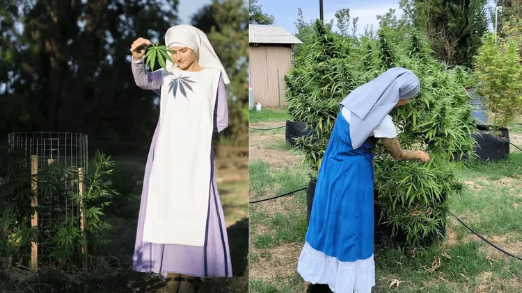 Conocimiento y cultivo: monjas estadounidenses ofrecen cursos de cannabis en Brasil