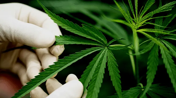 Boas práticas e ética: como a indústria da cannabis pode mitigar riscos na pesquisa