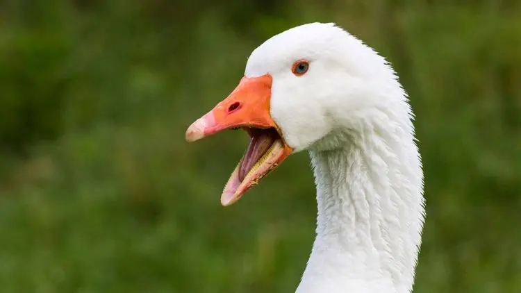 Ganso de estimação ingere baseado de cannabis: especialistas alertam sobre os riscos da intoxicação por THC em animais