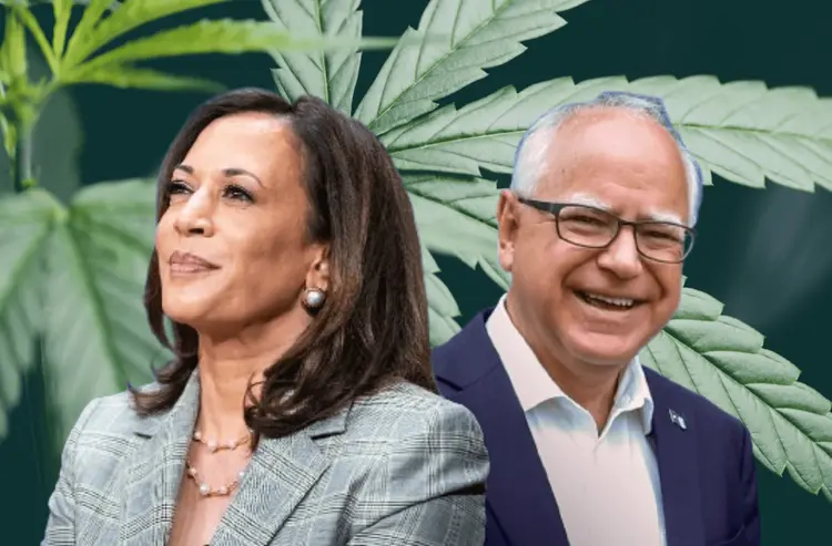 A escolha de Kamala Harris para presidência pode fortalecer chapa democrata pró-cannabis nos EUA