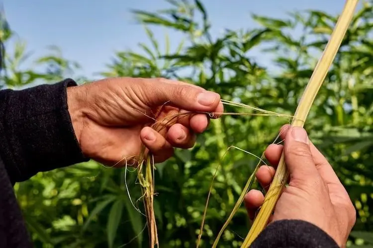 Hempcrete: Startup e UFRN relizam pesquisa para concreto de cânhamo