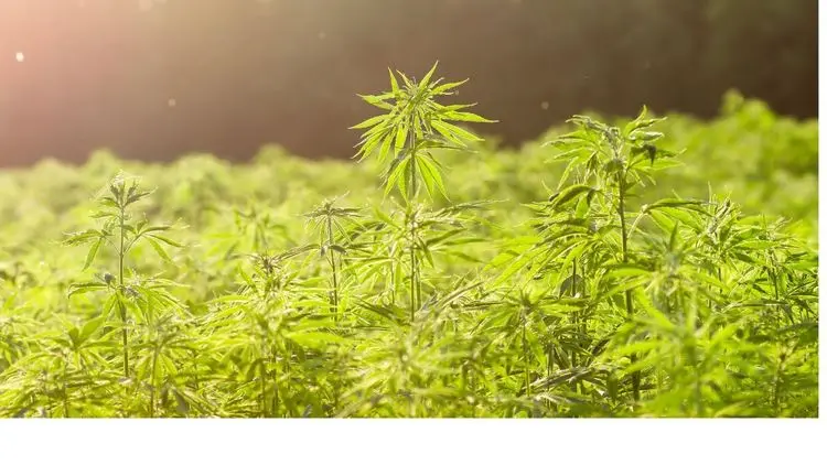 Com demanda crescente por bem-estar, mercado de cannabis na Austrália deve triplicar até 2030