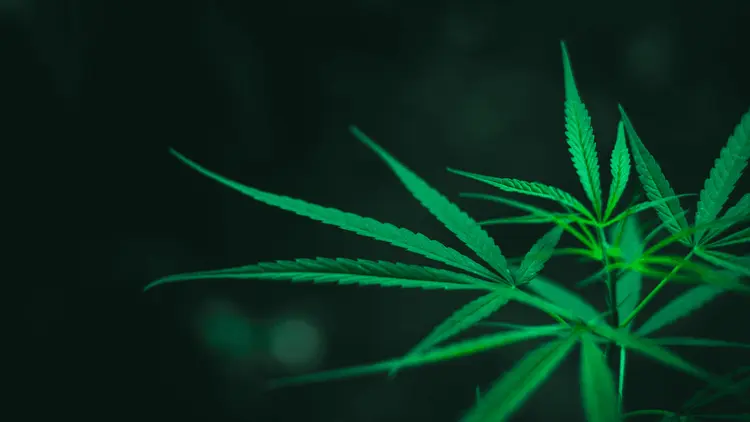 Colômbia aposta em certificações para impulsionar mercado da cannabis medicinal