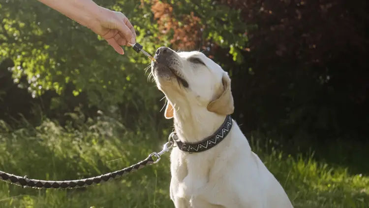 Nova terapia canábica contra epilepsia canina será pesquisada