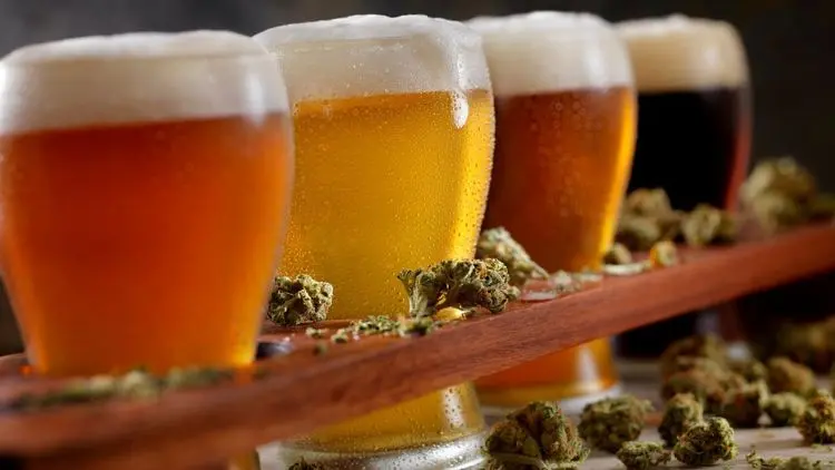 Bebidas de cannabis: o que são, quais são e onde estão. Veja a lista