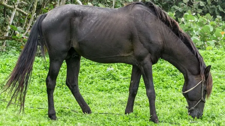 Estudo avalia segurança do uso de óleo de CBD em cavalos