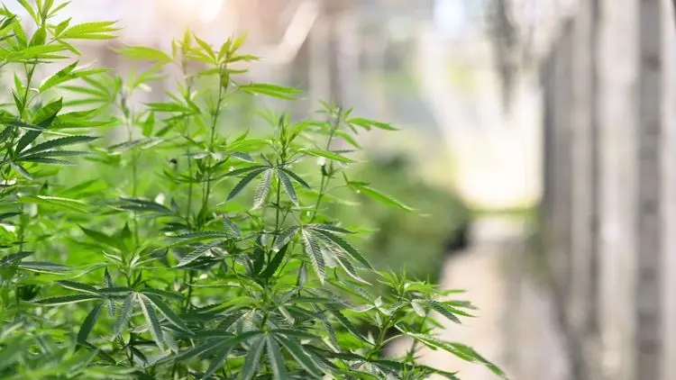 Mercado de cultivo de cannabis deve crescer para US$ 136 bilhões até 2030; veja os motivos