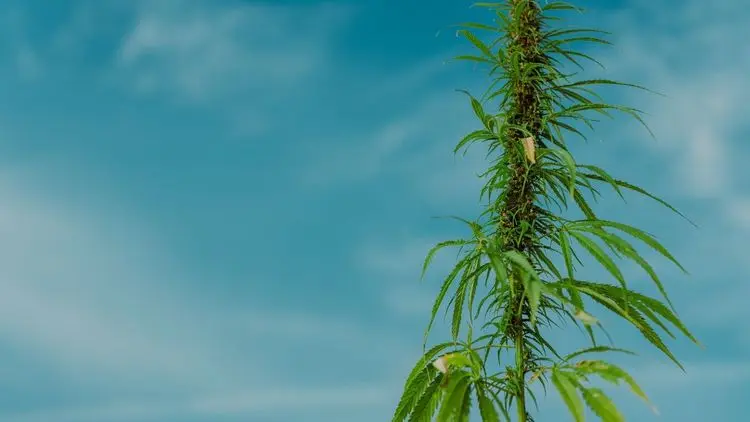 Agri vs Agro: Do Cultivo à Logística Reversa na Cadeia de Valor da Cannabis