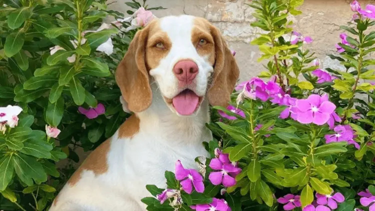Conheça Flora, a cachorrinha que superou convulsões com a ajuda da cannabis