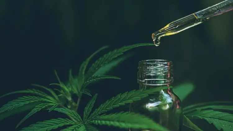 CBD e THC: diferenças, usos terapêuticos e panorama legal no Brasil