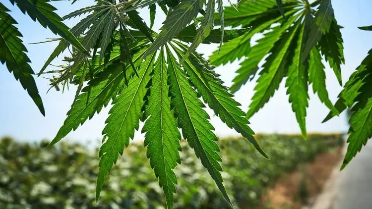 Associações de cannabis: um caminho para a saúde, justiça e soberania