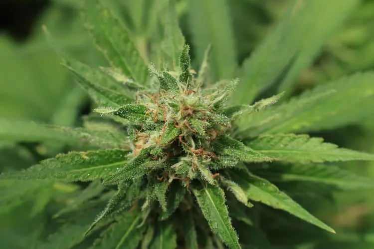 Por que a Europa comprou toda a produção de flores de cannabis do Paraguai?