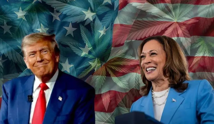 Eleições nos EUA e a cannabis: Trump e Harris flexibilizam apoio à legalização