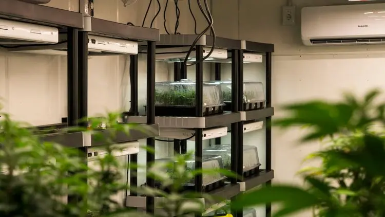 Comercialización de semillas y clones de cannabis psicoactiva avanza con nuevas licencias