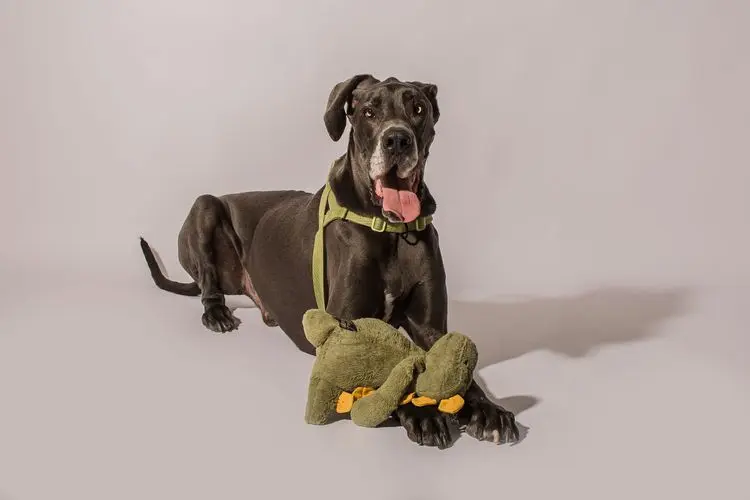 Cannabis transforma a saúde de Lebron, Dogue Alemão diagnosticado com ansiedade severa