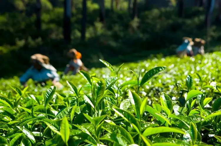 Legalidade de cânhamo pode impulsionar o mercado de chá na UE