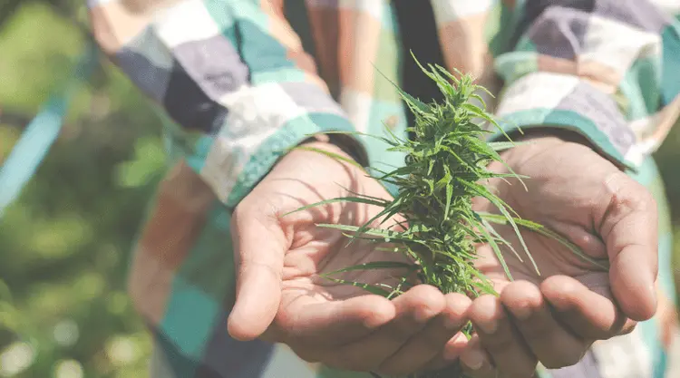 Legalizou! Mississipi se torna o 37º estado americano a liberar o uso medicinal da cannabis