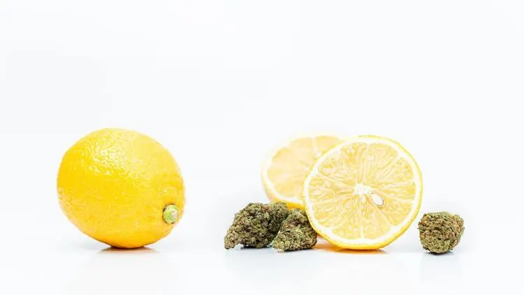 Limoneno: o terpeno cítrico com potencial terapêutico