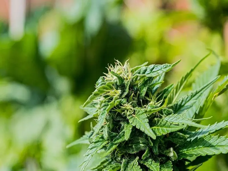 Médico esclarece uso medicinal do THC após fala polêmica de deputada do PL