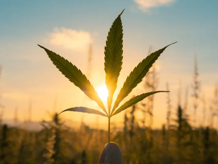 Cannabis controla crises e internações de criança de 3 anos