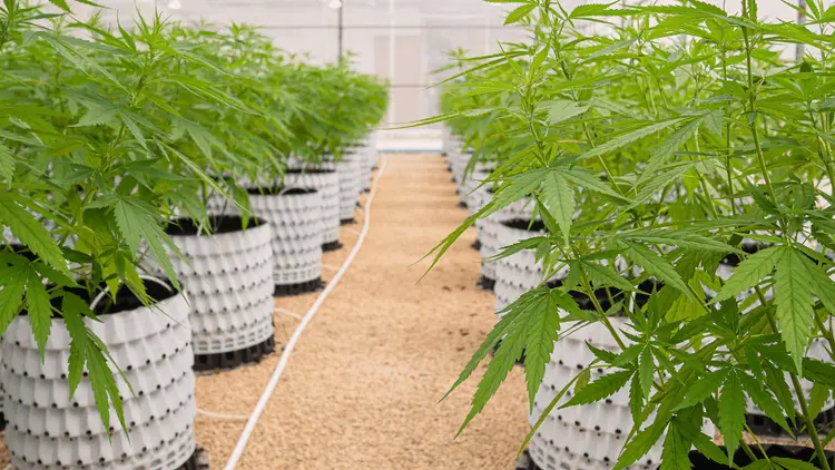 Legalização da cannabis no Havaí pode gerar até US$ 95 milhões mensais