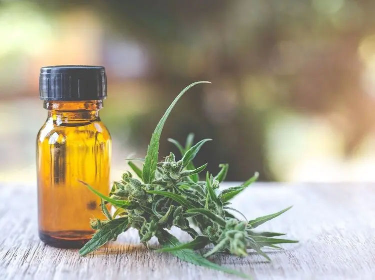 Negócios: terpenos da cannabis
