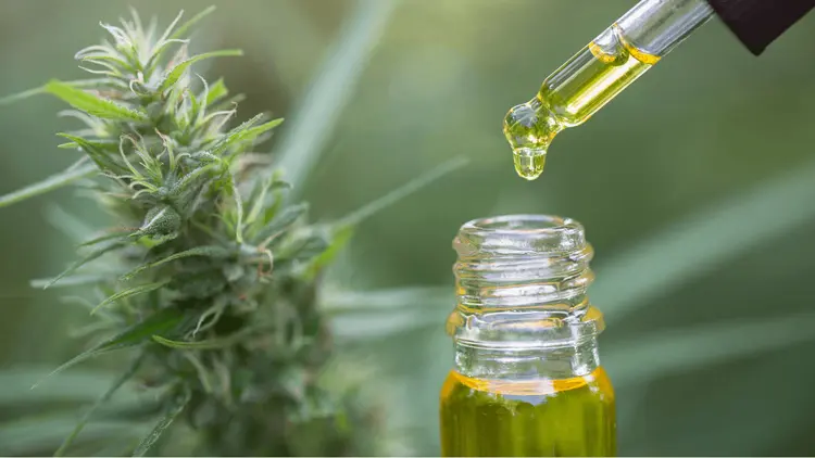 Familias de Betim pueden recibir cannabis medicinal por el SUS